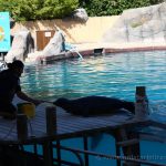 Exhibición de mamíferos marinos