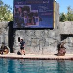 Exhibición de mamíferos marinos