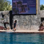 Exhibición de mamíferos marinos