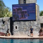 Exhibición de mamíferos marinos