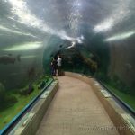 Acuario tropical de Faunia