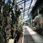 Invernadero de especies desérticas