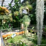 Invernadero de especies tropicales