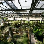 Invernadero de especies tropicales