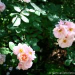 Detalle de unas rosas del jardín