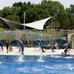 Exhibición de delfines