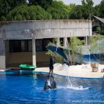 Exhibición de delfines