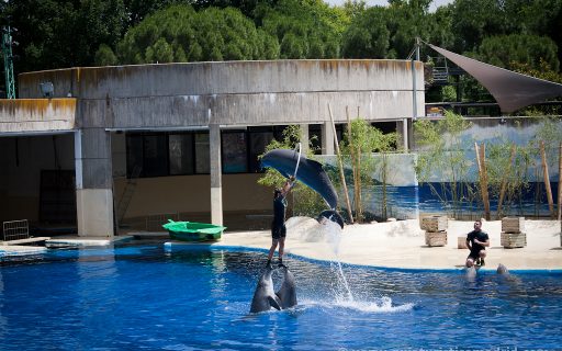 Exhibición de delfines