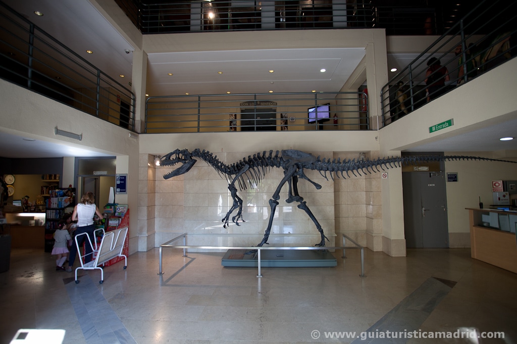 Dinosaurio en el museo de Ciencias Naturales